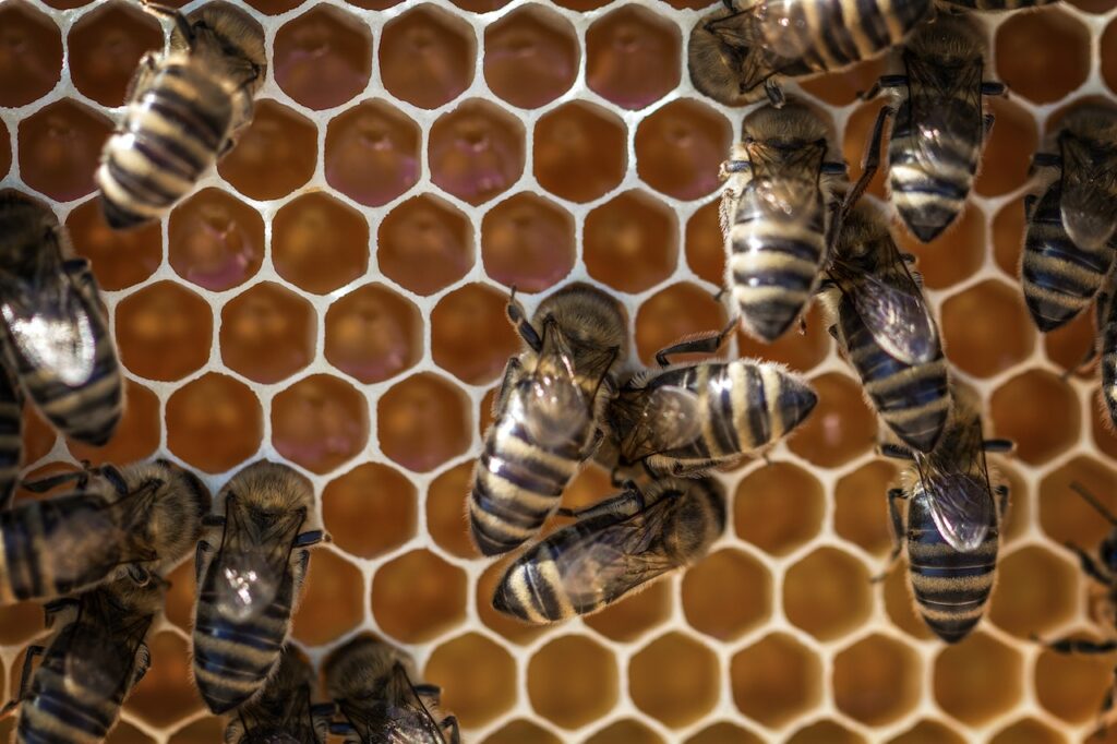 فوائد عسل السدر الجبلي مع غذاء ملكات النحل بالفيديو